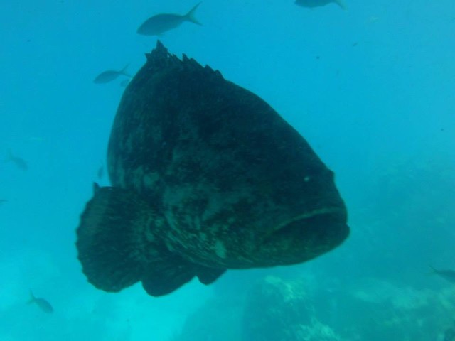 seabase14_ (25)