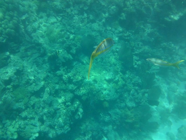 seabase14_ (54)
